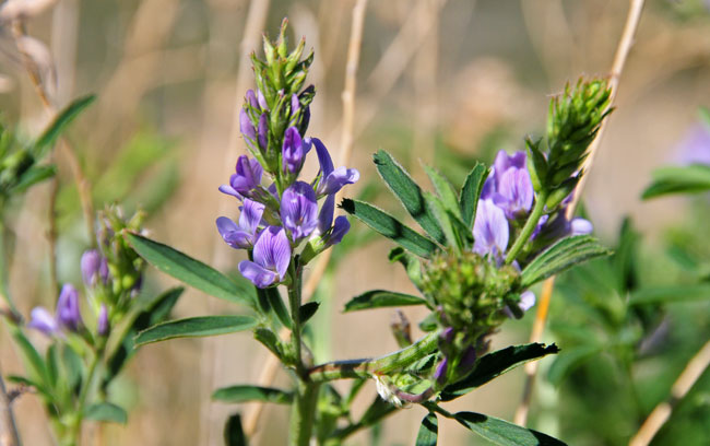 Alfalfa has a spike-like flowering inflorescence with up to 25 purple flowers. Fruits are a legume. Medicago sativa Alfalfa has a spike-like flowering inflorescence with up to 25 purple flowers. Fruits are a legume. Medicago sativa